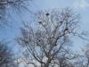 Heron Rookery
